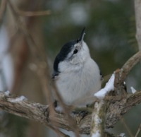 whitebreasted nuthatch